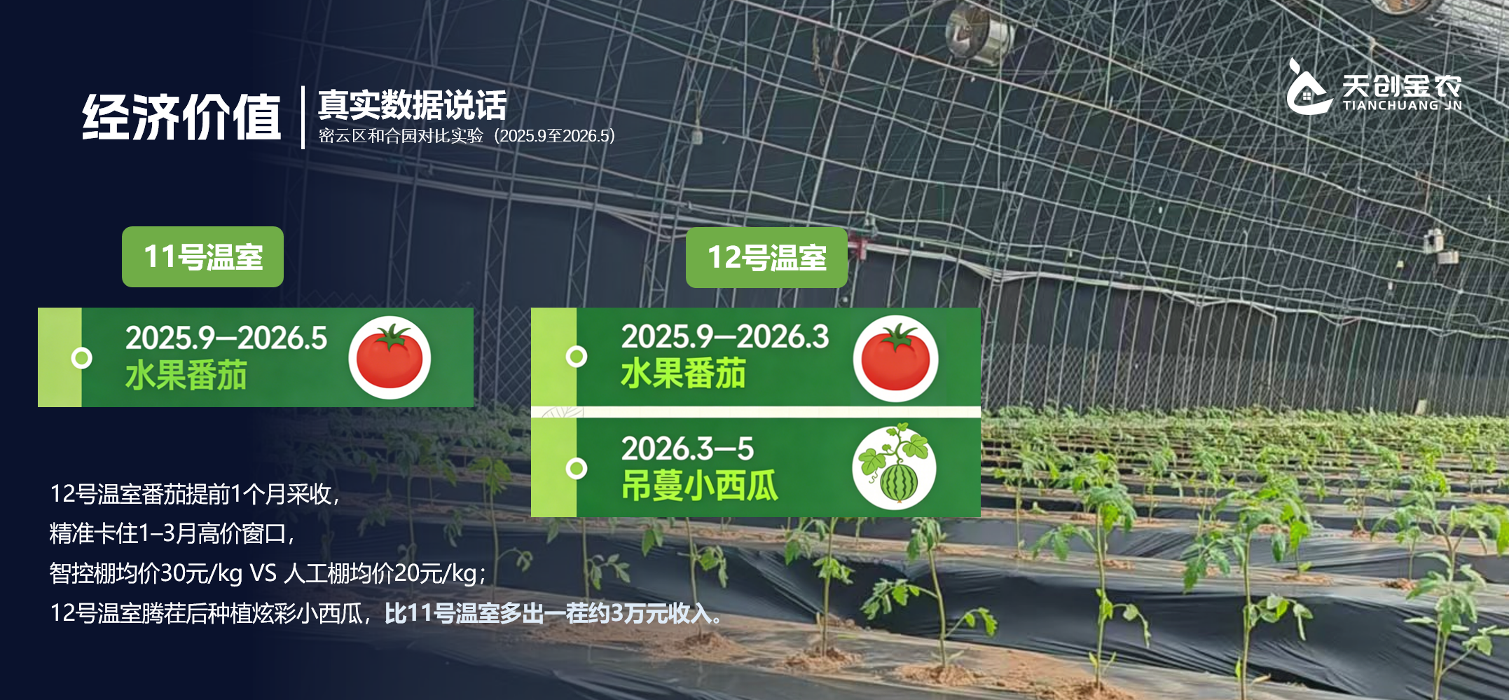 经济价值 – 12号智能温室 vs 11号人工温室茬口与收益对比